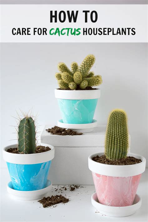 How To Care For Cactus House Plants Indoor Cacti Care