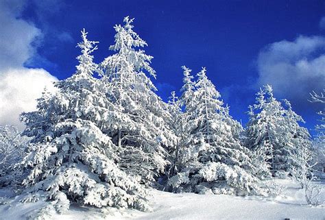 93 Best Images About Snow Covered Mountain And Pine Trees On