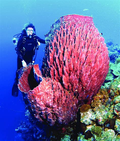 Giant Barrel Sponge Naturerules1 Wiki Fandom