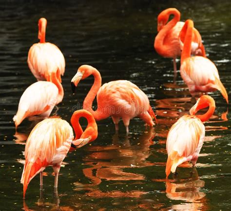 The Flock Of Pink Flamingo Stock Photo Image Of Kenya 11092134