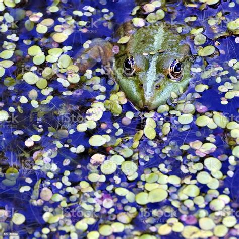 Green Frog In The Lake Watching Photographer Stock Photo Download