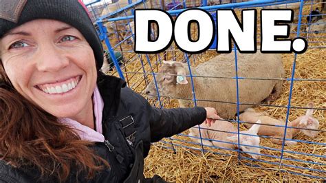 We Ve Got Good News And We Ve Got Bad The End Of Lambing 2020 Results Vlog 402 Youtube