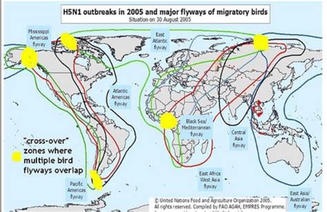 World Bird Migration Map