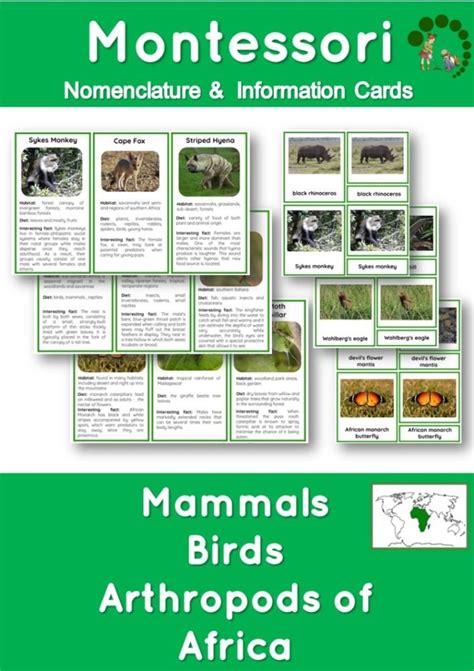 15 Animals Of Antarctica Nomenclature And Information Cards