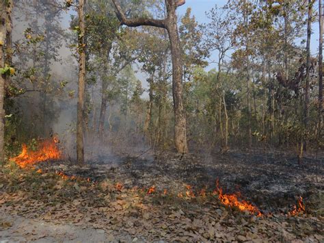 Wildfires Single Biggest Threat To Tens Of Thousands Of Hectare Forest