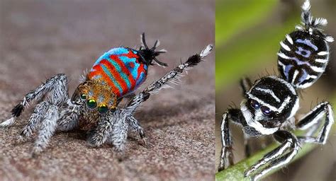 descubren dos nuevas especies de arañas pavo real ecomundo