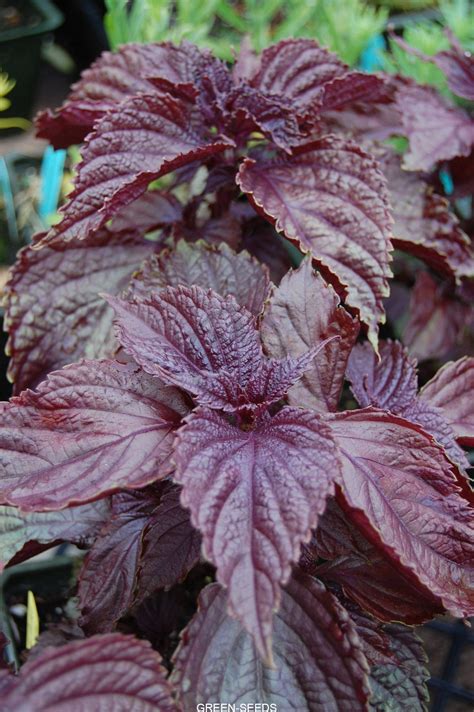 Perilla Mint Asian And Tropical Vegetable Seeds