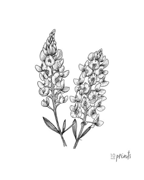 bluebonnet ink illustration texas state flower drawing printable by 10 west prints blue