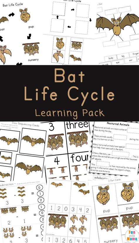 Bat Life Cycle Facts For Kids Life Cycles Facts For Kids Life