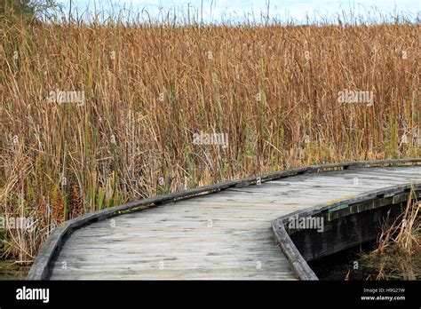 Marsh Boardwalk Hi Res Stock Photography And Images Alamy