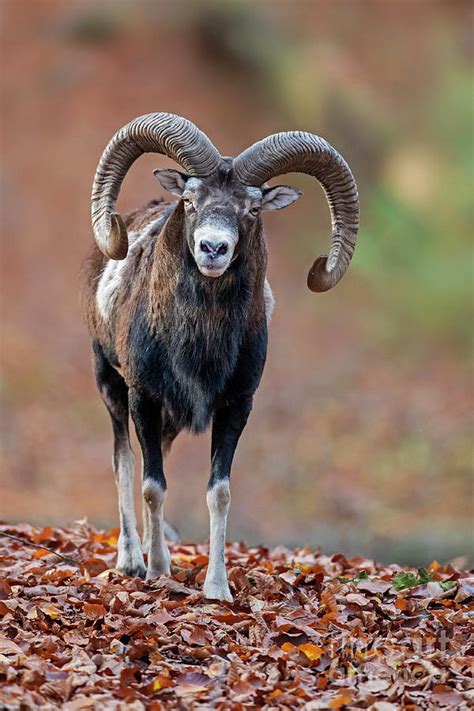 European Mouflon Ram Photograph By Arterra Picture Library