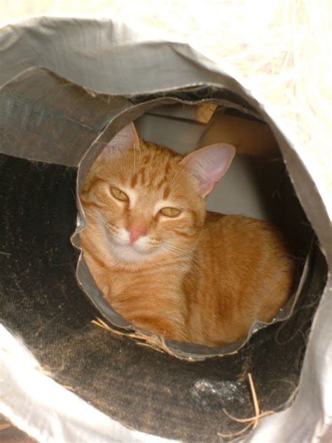 The Very Best Cats How To Make A Winter Shelter For An Outdoor Cat