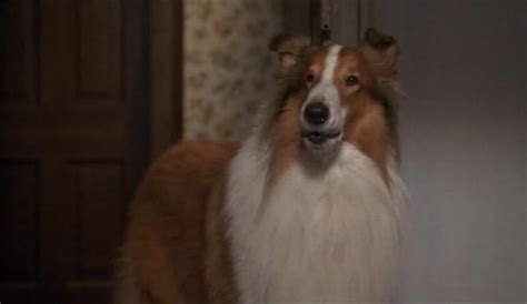 Exploradores P2p Ver Tema El Regreso De Lassie 1994 Cine Familiar