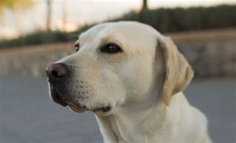 Labrador Retriever Caractère Origine Prix éducation Et Conseils