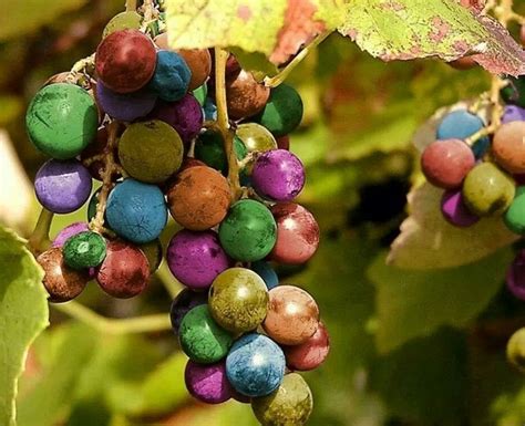 Top 10 Rare And Very Unusual Grapes Top 10 Of Anything And Everything
