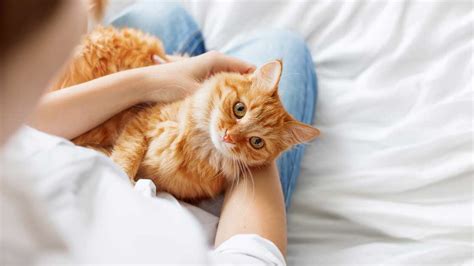 Intip 3 Cara Merawat Kucing Hamil Rawatan Kucing Vapeytarmwi