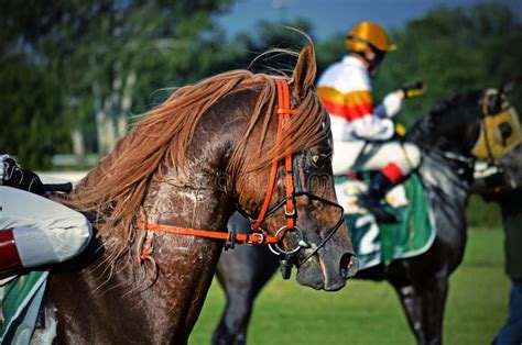 Arabian Horse Racing Sluzewiec Warsaw Editorial Stock Image Image