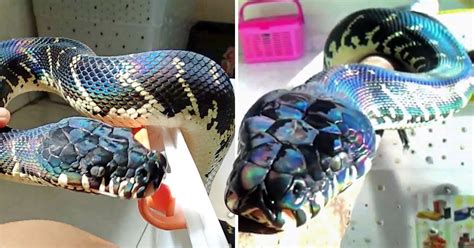 Shimmering Rainbow Python With Its Extraordinary Colorful Scale Becomes