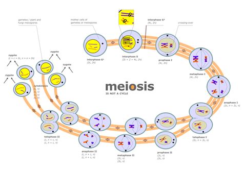 Filediagram Of Meiosissvg Wikimedia Commons