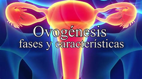 La OvogÉnesis Explicada Fases Características Desarrollo Prenatal