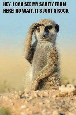 Picture brought to you by evil milk funny pics. Top 24 Funny And Laughable Animals | Pouted.com | Cute ...