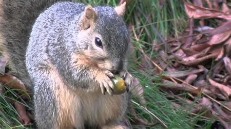 Squirrel Eating Acorn Youtube