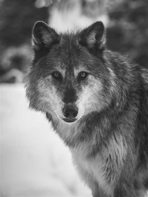 Wolf Headshot Portrait Yellow Eyes Beautiful Gray Wolf Canis Lupus
