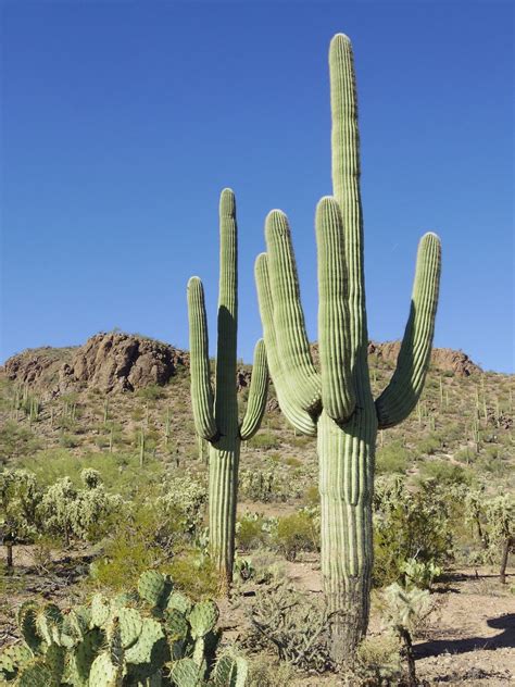 Giant Sonoran Desert Cactus Saguaro Carnegiea Gigantea 25 Seeds