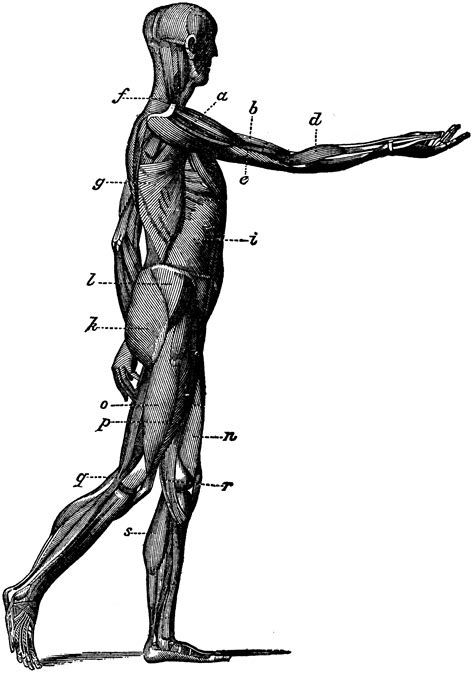 This muscle dorsally tips the pelvis, ventrally flexes the torso, and lowers the it is inserted at the rear blade of the rectus sheath, the linea alba, and the cranial side of the linea arcuata. Side View of the Muscles of the Body | ClipArt ETC