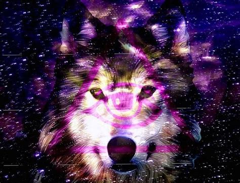 Wolf Hipster Wallpapers Wolf Wallpaperspro