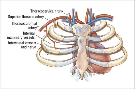 Internal Mammary Artery And Vein As Recipient Vessels In Head And Neck