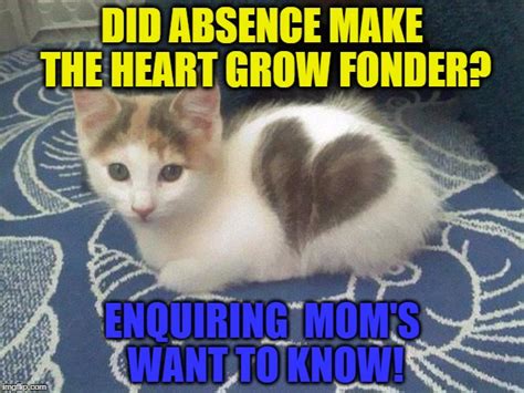 Cute Cat Heart Memes Imgflip