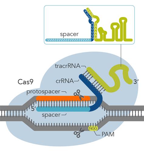 Start Genome Editing With Crispr Cas9 Idt