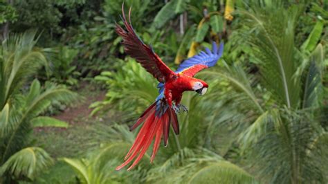 Red And Blue Parrot Macaws Animals Nature Birds Hd Wallpaper