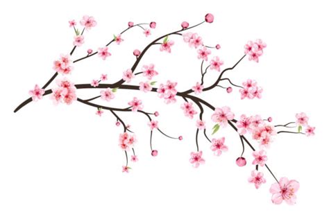 Cherry Blossom With Pink Sakura Flower Graphic By Iftikharalam