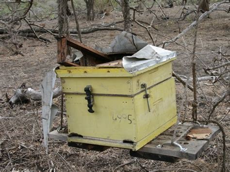 Hive Raided By Honey Badger Honey Badger Storage Chest Storage