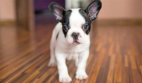 How To Stop French Bulldogs From Biting