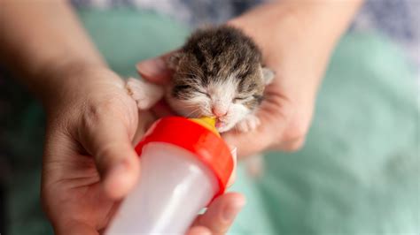 Bottle Feeding Kittens What Shoul I Consider Sepicat