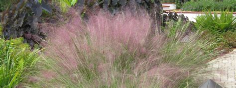 Get everyone buzzing with our delightful springtime surprises! Florida-Friendly Ornamental Grasses - FCAP