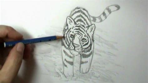 Tiger Sitting Side View Drawing The Tiger Is Considered To Be The