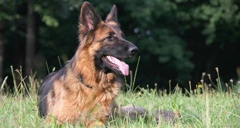 German Shepherd Dog Breed Essential Facts Temperament And Care Info