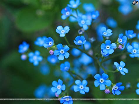 I changed the default wallpaper on the home screen and later decided to change it back to the original which is still showing on the lock screen, but i cannot find it. Forget Me Not Wallpaper #2