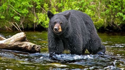 Animals Black Bear Hunting Fish In Russian River Symbol For Russia