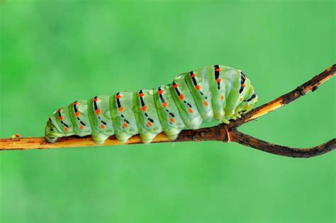 How To Raise A Caterpillar To A Butterfly Or Moth Owlcation