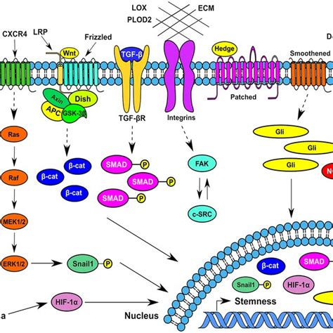 Typical Signaling Pathways Operating In Breast Cancer Stem Cells At