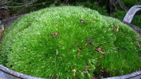 How To Grow And Keep Moss Alive Dengarden