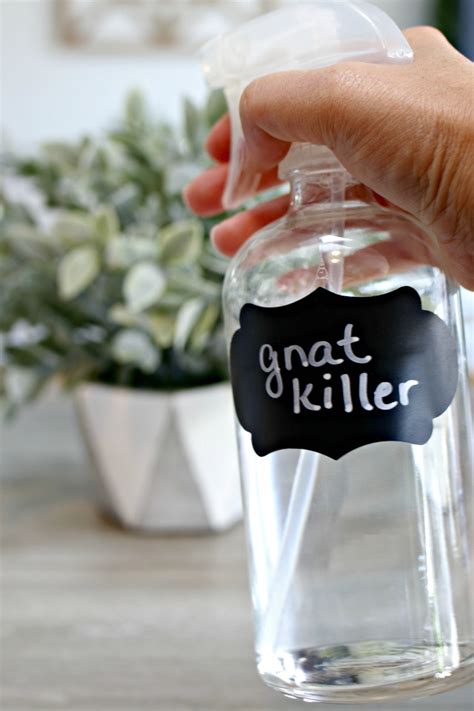 🍃 3 Ingredient Diy Gnat Killer 🚫 Say Goodbye To Pesky Gnats