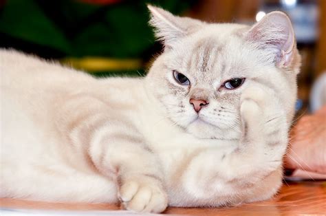 15 Rare Cat Breeds From Around The World Worldatlas
