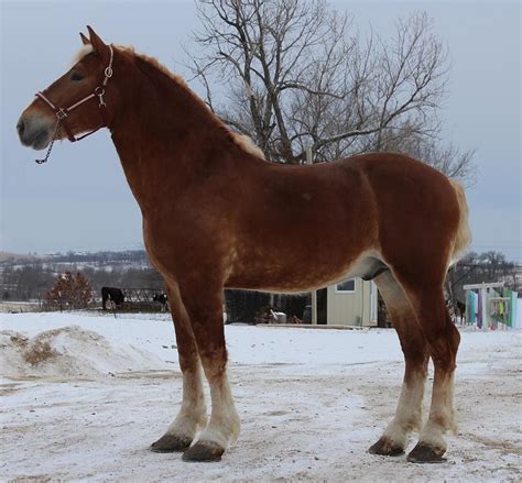 There are all kinds of famous horses out there from warhorses to horses featured in commercials and sometimes even fake ones like mr. Belgian draft horses for sale at Alliant Energy Center ...
