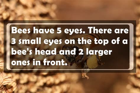 These 30 Completely Useless Facts Are Guaranteed To Make You More